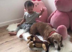 狗呕吐视频,揭秘宠物健康警示