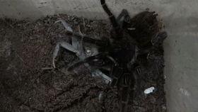 斗鱼帅气老杨的视频,视频展示独特风采