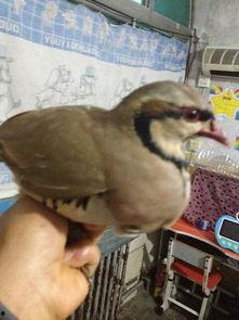 鹧鸪媒抓鹧鸪视频,一场自然界的智慧对决