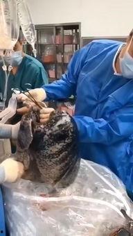 吸烟肺部视频,揭示吸烟对肺部健康的危害