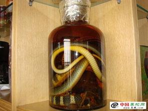 蛇酒视频,传统酿造工艺与神奇功效揭秘