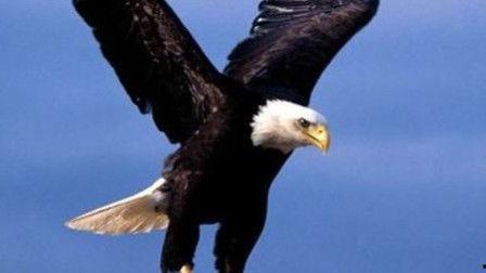 老鹰叫声视频,揭秘老鹰叫声背后的神秘世界