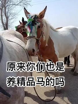 视频去马,揭秘高效视频剪辑技巧