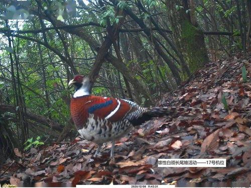 野生果子狸视频,自然界的神秘生灵
