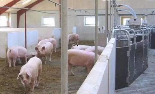 荷兰养猪视频,荷兰养猪业的现代化实践与技术创新揭秘