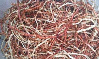 鱼腥草视频,天然草药的神奇功效与食用方法揭秘