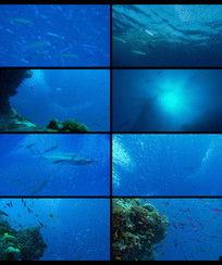 捕大鱼视频,揭秘海洋巨物的捕捞瞬间