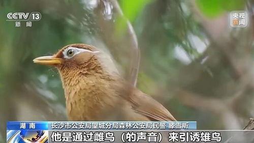 捕画眉鸟视频高清完整,自然生态的精彩瞬间