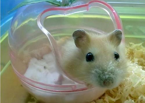 如何给仓鼠洗澡视频,仓鼠洗澡视频教程，告别清洁难题