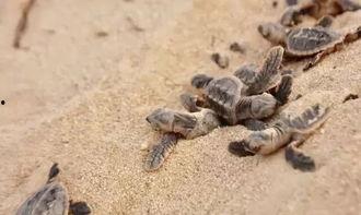 海龟生蛋视频,自然奇观背后的生命奇迹