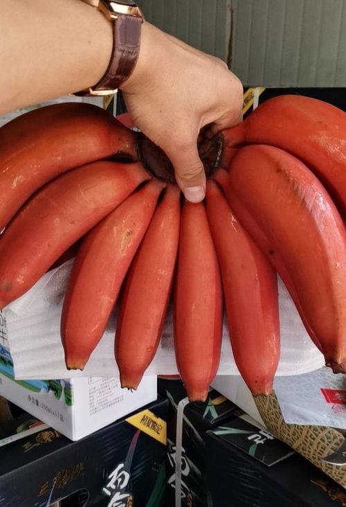 香蕉r视频,揭秘香蕉界的网红魅力