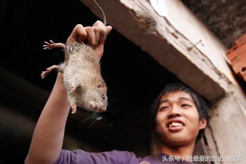 人吃老鼠视频,人鼠同框，生存挑战背后的残酷现实