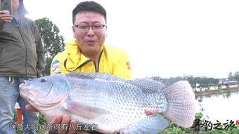钓罗非鱼视频大全,视频大全精华汇总